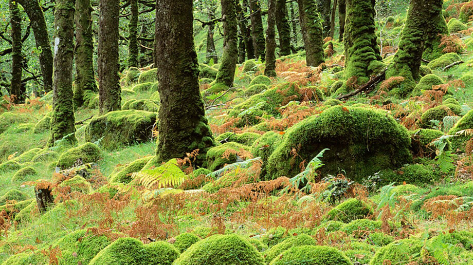 (c) Lorne Gill/NatureScot/Alliance for Scotland’s Rainforests