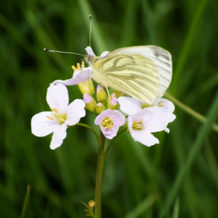 Green veined butterfly on white flowers (c) Paul Rowland
