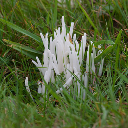 White spindle Clavaria fragilis (c) Lucia Chmurova