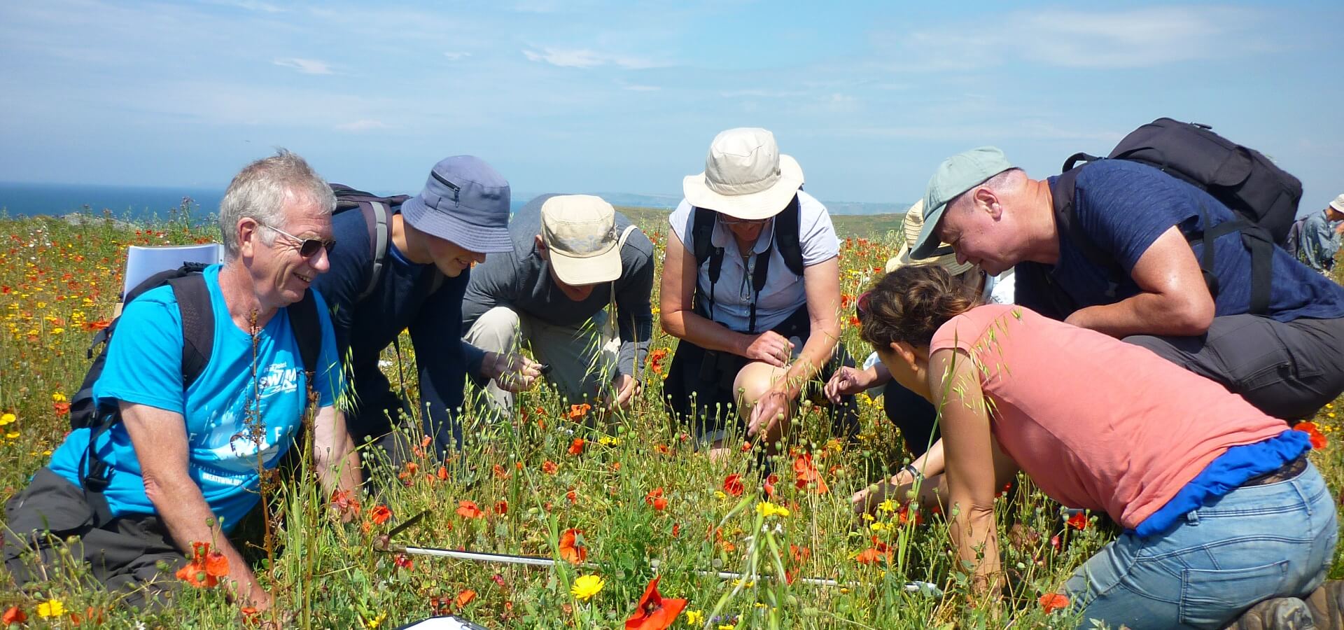 Volunteer botanical surveyors getting to grips with arable plants on a Training Day at West Pentire, Cornwall (c) Plantlife