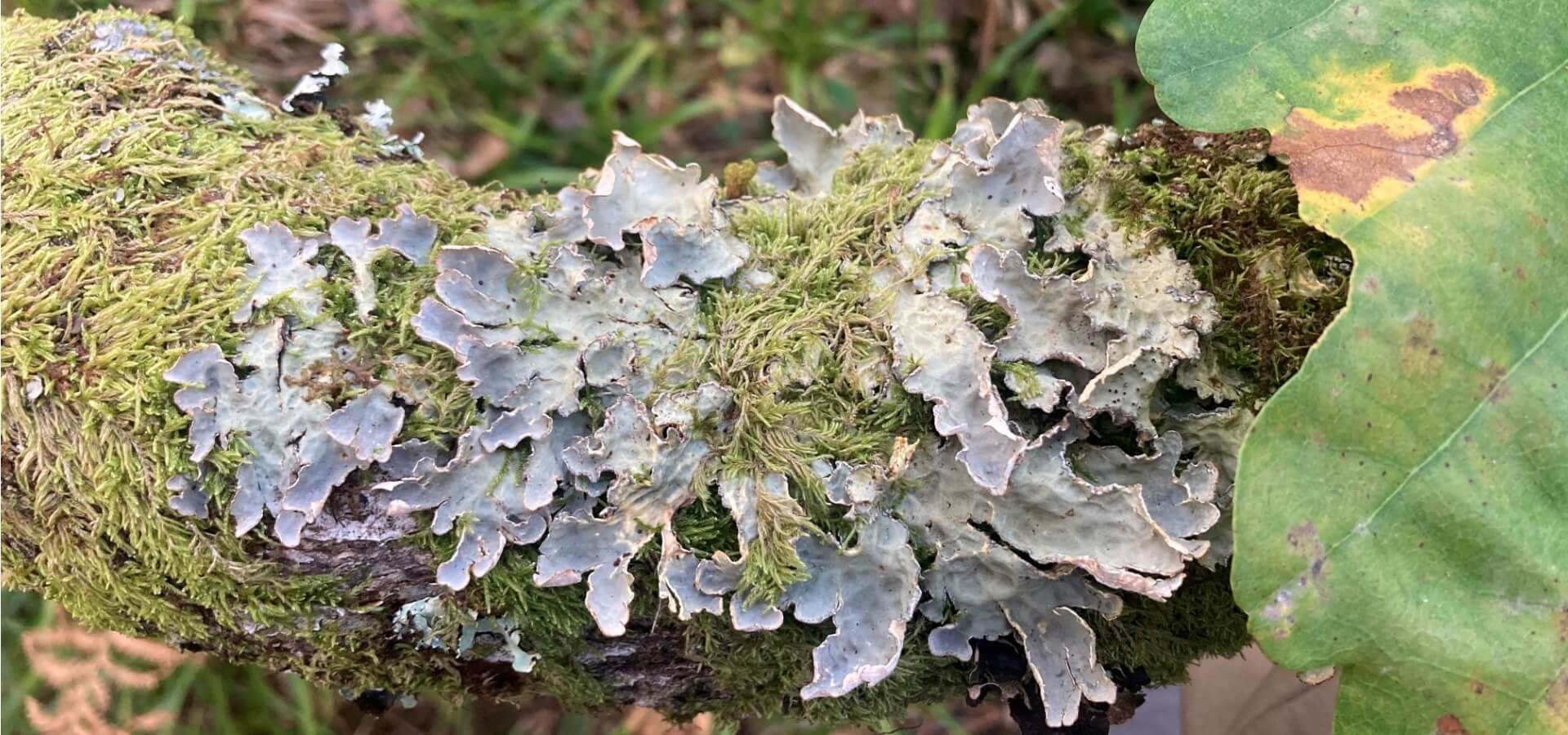 Lobaria scrobiculata, a rare Lobarion lichen often found on ash (c) Dave Lamacraft, Plantlife