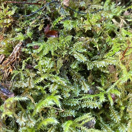 Plagiochila spinulosa – leafy liverwort indicator of temperate rainforest, found at a new site by a New Generation Botanist trainees (c) Barbara Swinfen