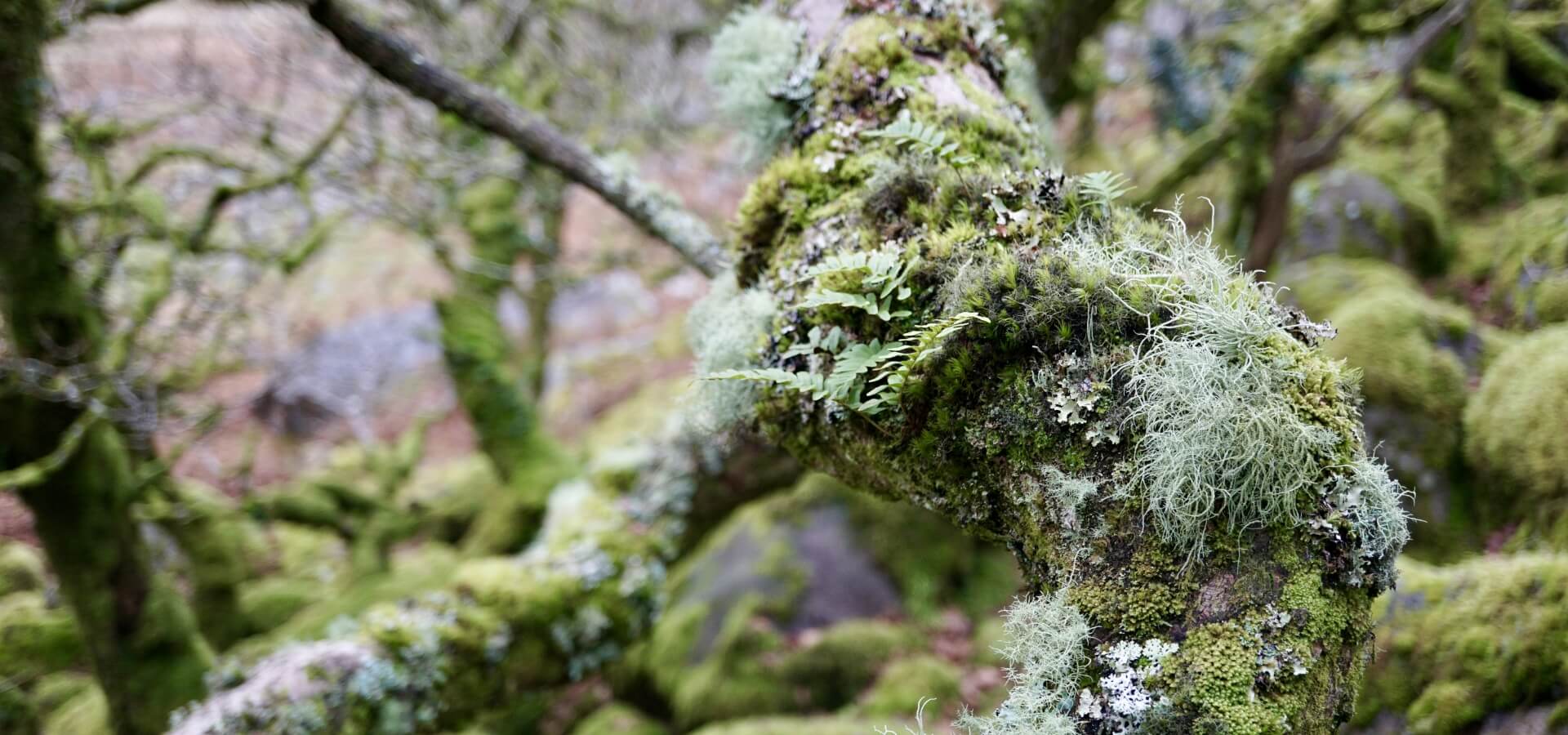 Beard-lichens, horsehair-lichens, mosses, liverworts and polypody ferns on an oak branch in Dartmoor (c) Dave Lamacraft